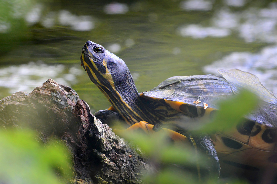 geelwangschildpad (trachemys scripta troosti) 5-2021 7222