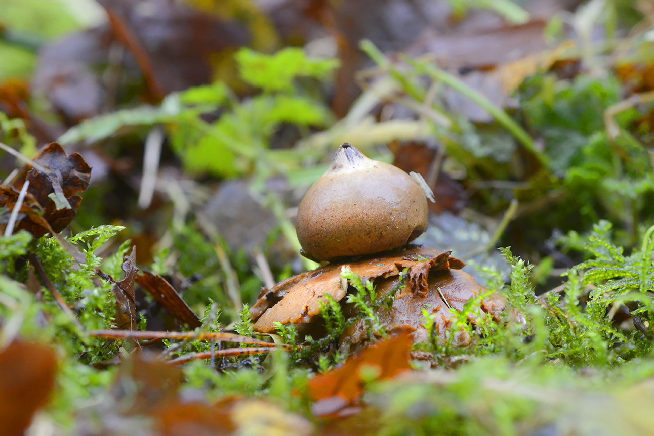 gekraagde aardster (geastrum triplex) 12-2021 0783