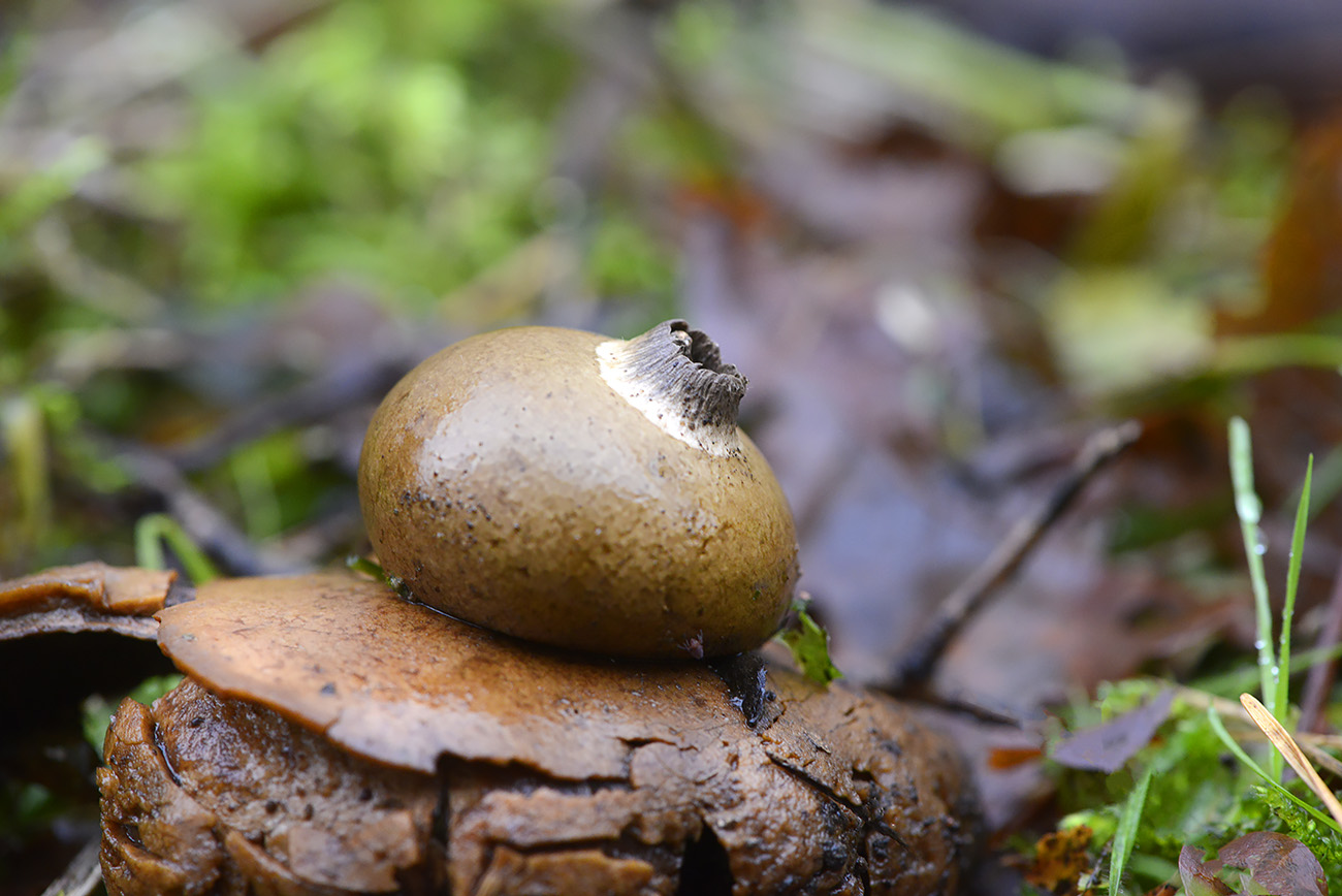 gekraagde aardster (geastrum triplex) 12-2021 0787