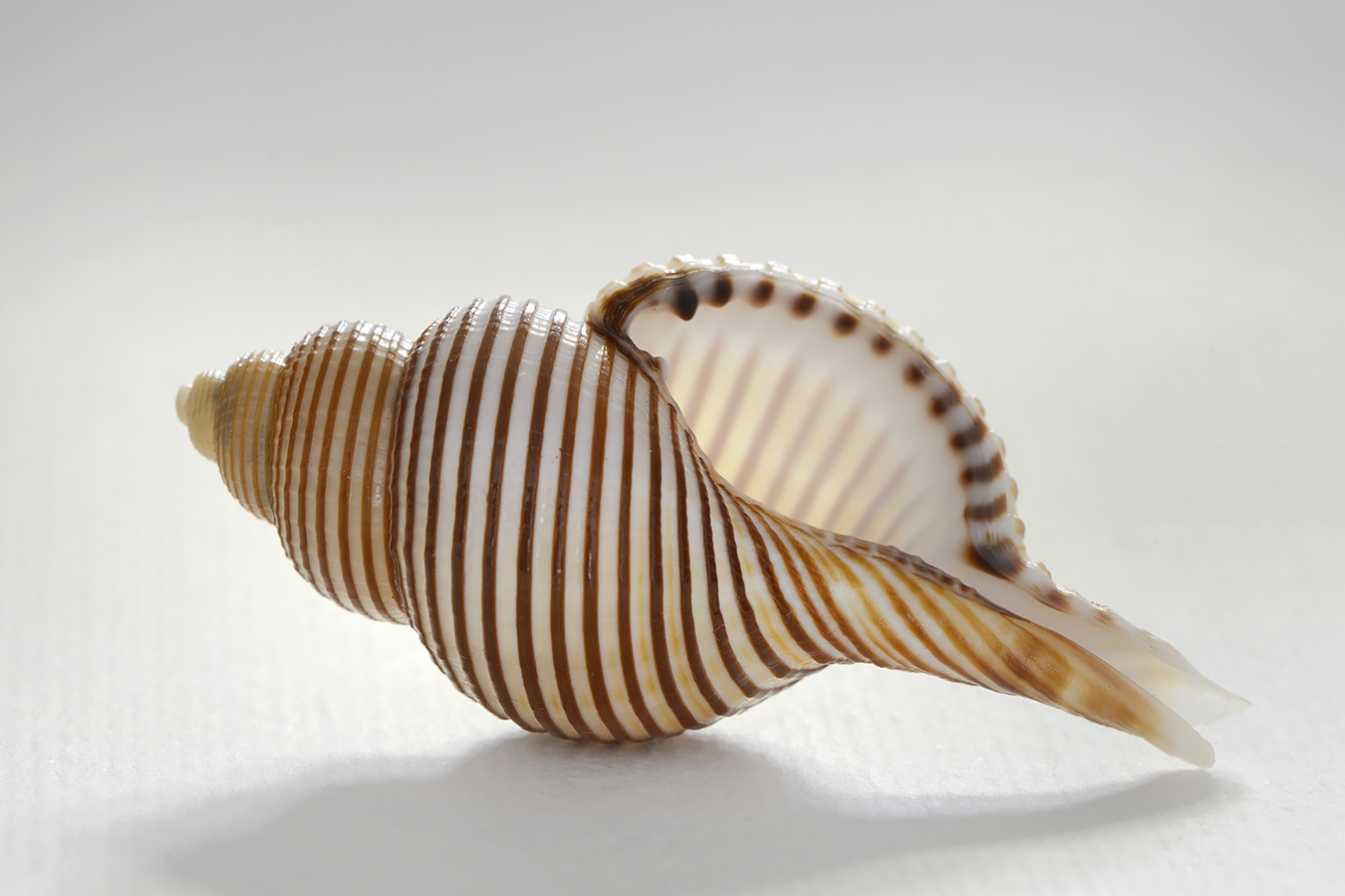 gelagna succincta 5-2024 0552