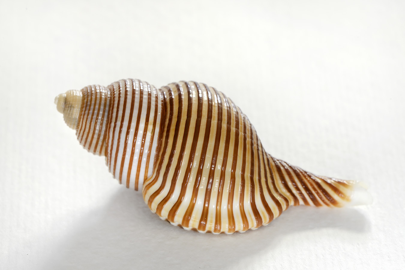 gelagna succincta 5-2024 0556