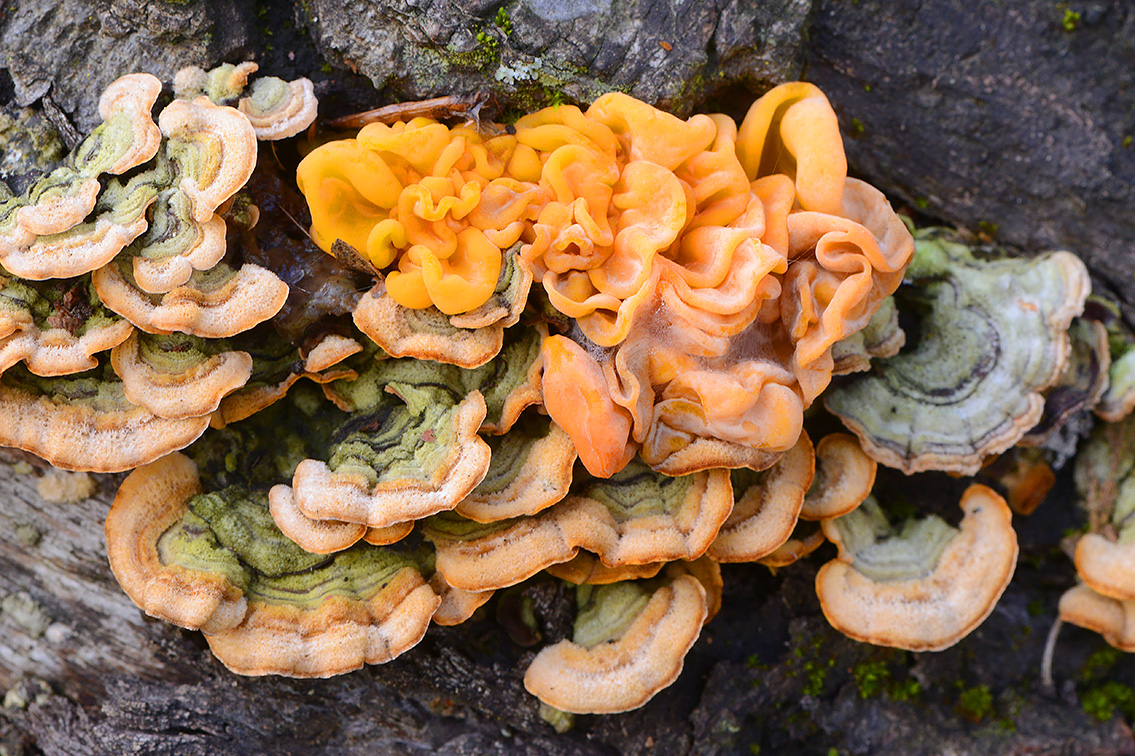 gele hersentrilzwam (Tremella aurantia) 10-2020 3743