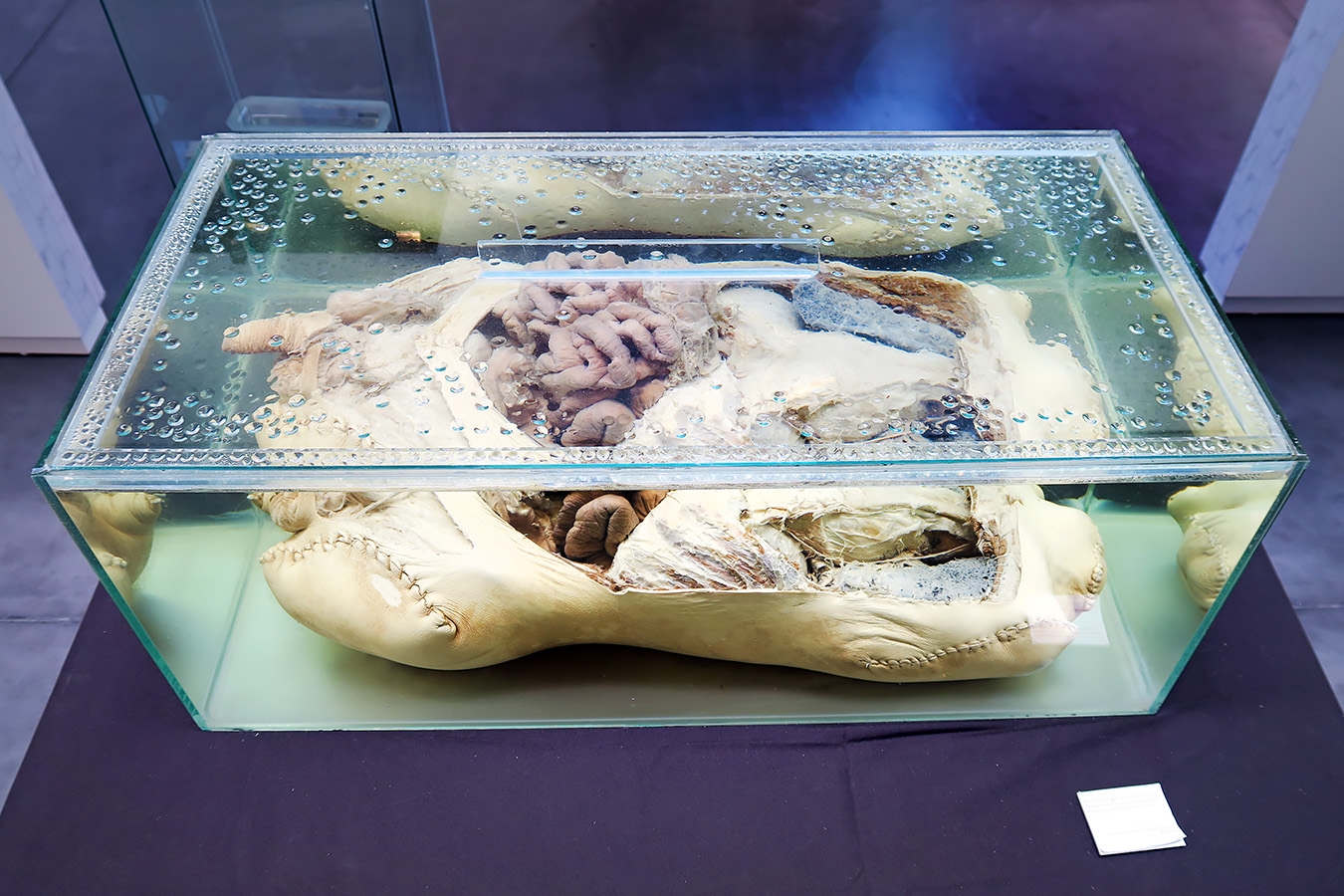 geneeskundemuseum brussel 8-2025 3147