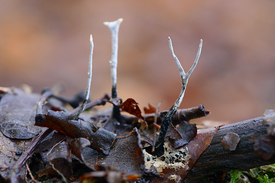 geweizwam (Xylaria hypoxylon) 11-2019 0456