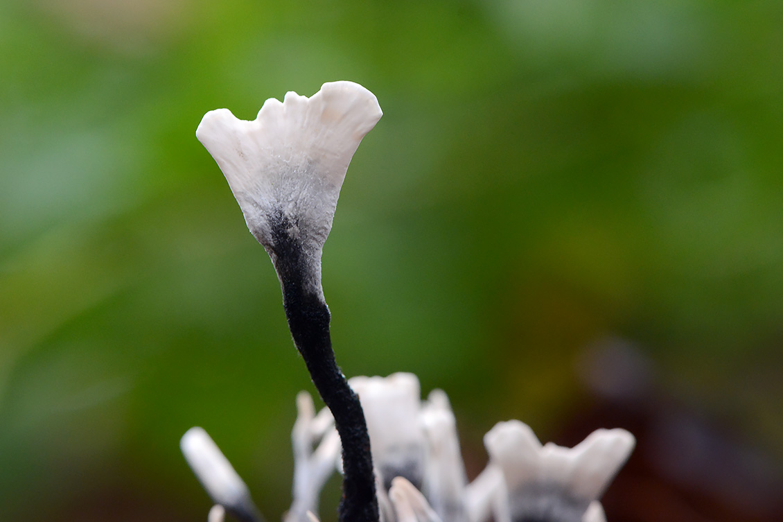 geweizwam (Xylaria hypoxylon) 11-2019 0513