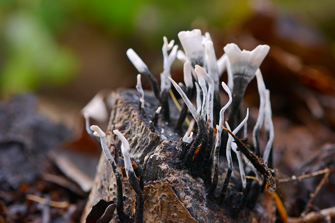geweizwam (Xylaria hypoxylon) 11-2019 0605