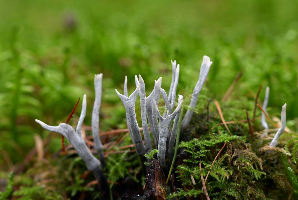 geweizwam (xylaria hypoxylon) 10-2014 0967