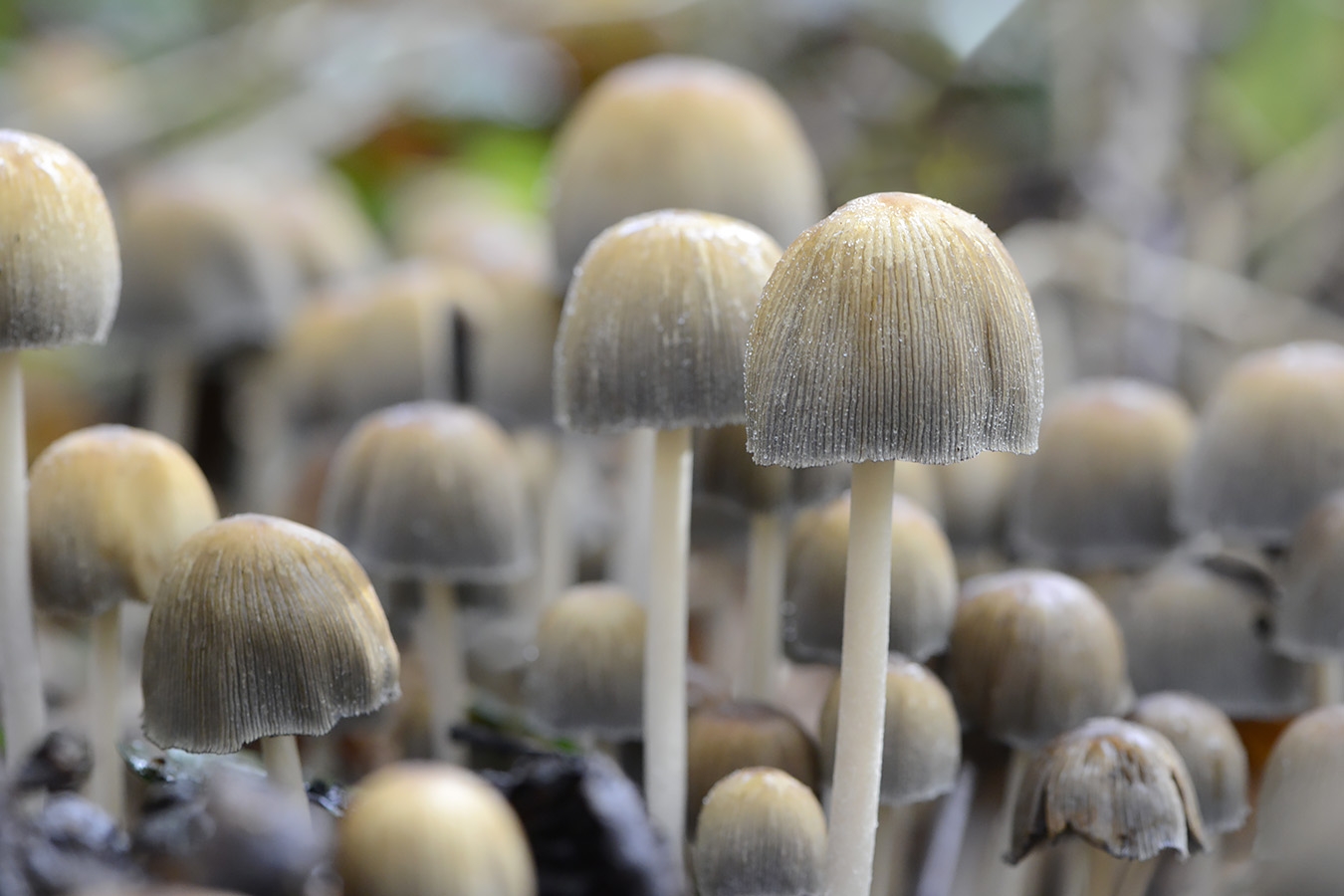 gewone glimmerinktzwam (coprinus micaceus) 11-2024 1691