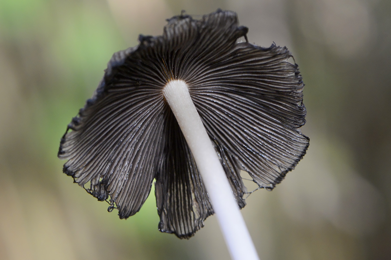 gewone glimmerinktzwam (coprinus micaceus) 11-2024 1693