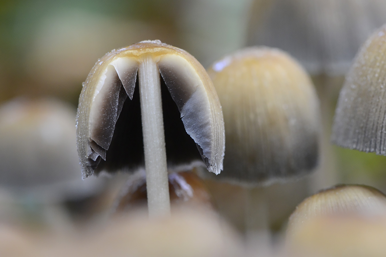gewone glimmerinktzwam (coprinus micaceus) 11-2024 1694