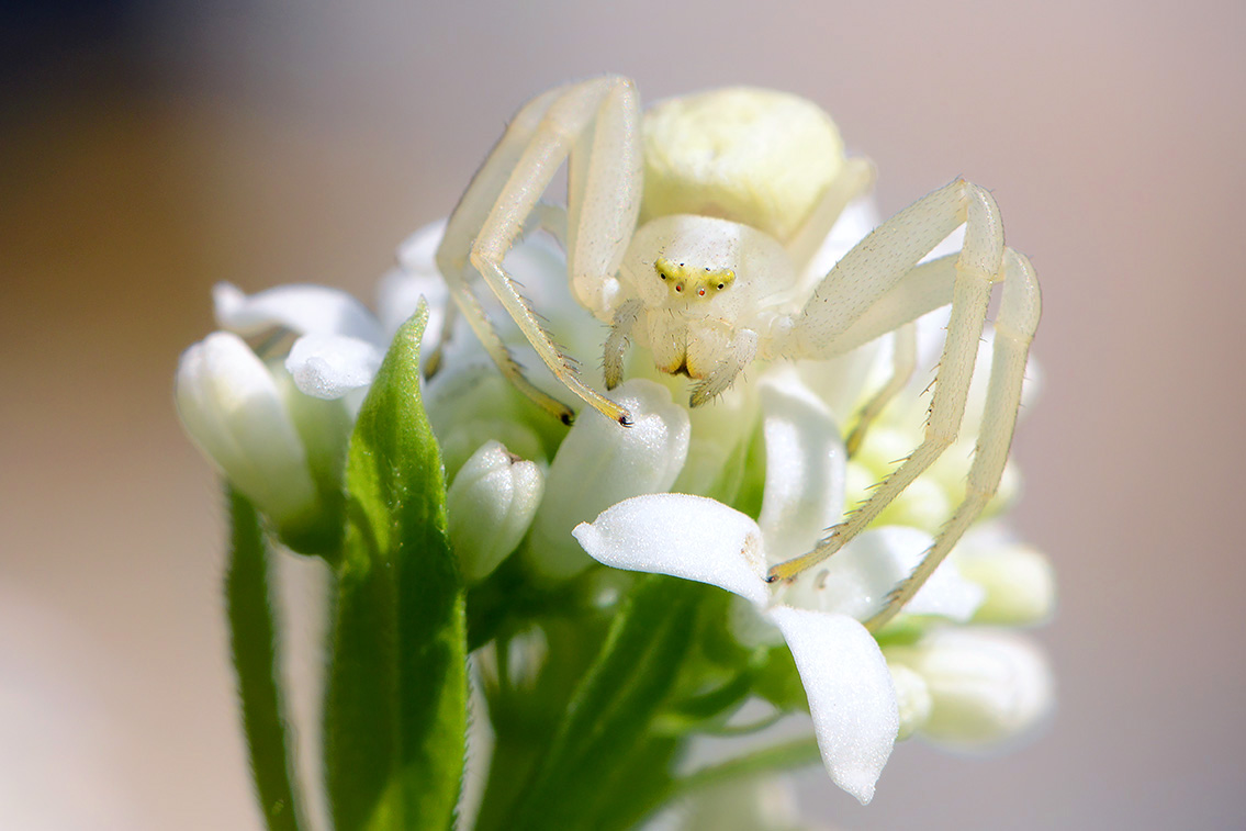 gewone kameleonspin (Misumena vatia) 4-2019 8305