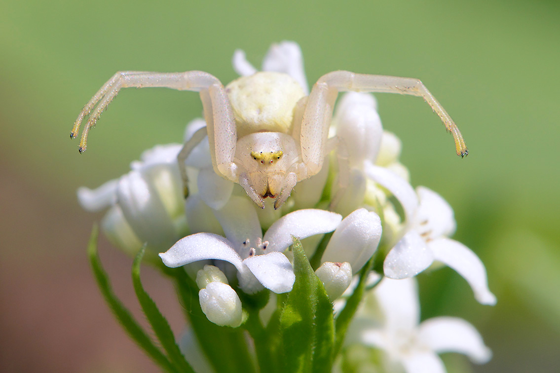 gewone kameleonspin (Misumena vatia) 4-2019 8331