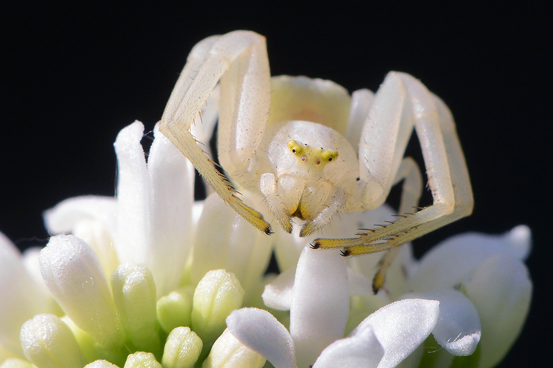 gewone kameleonspin (Misumena vatia) 4-2019 8338