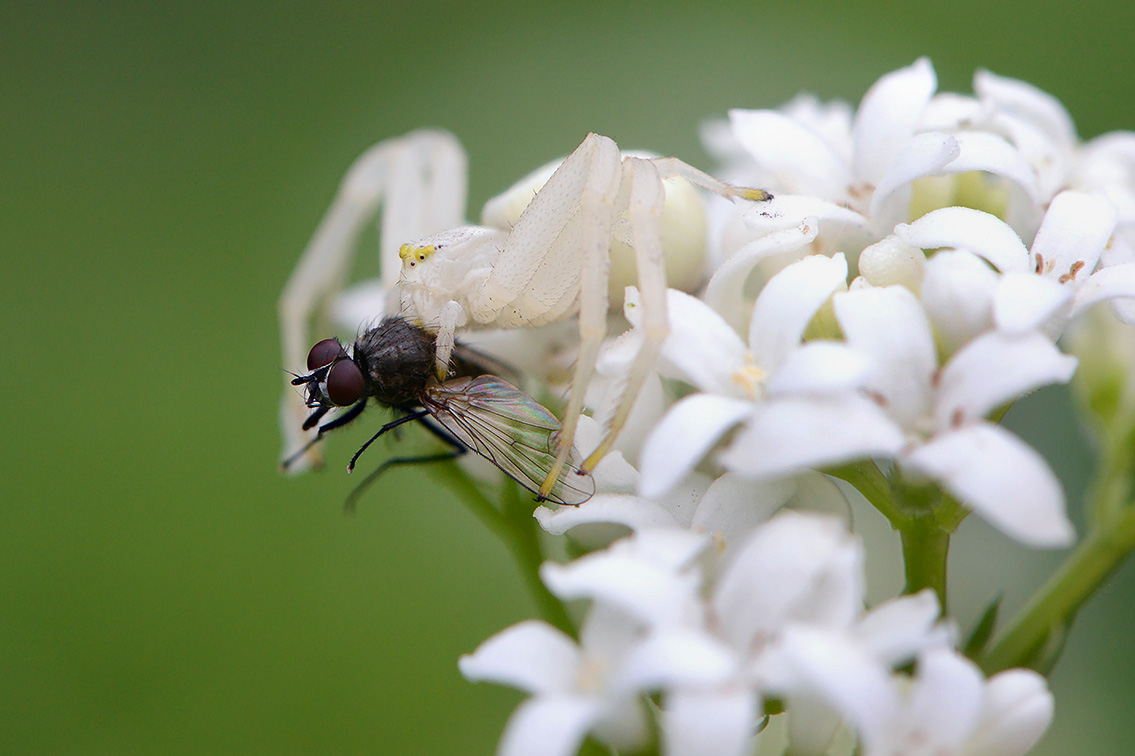 gewone kameleonspin (Misumena vatia) 4-2019 8384