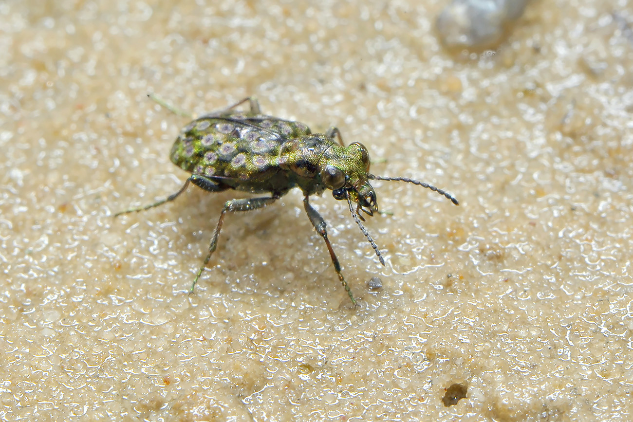 gewone oeverloopkever (elaphrus riparius) 8-2011 0272