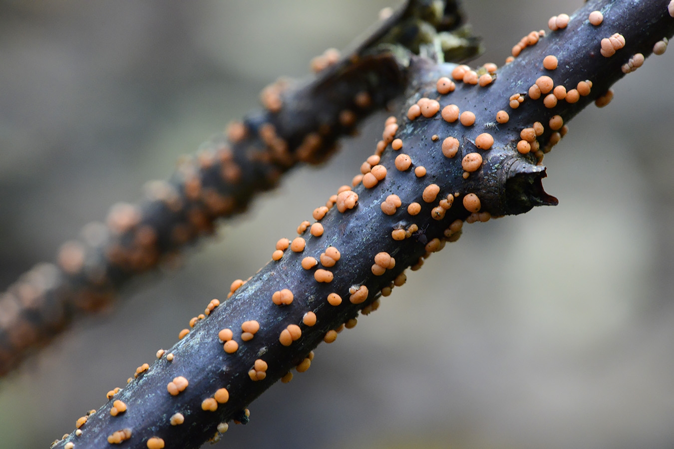 gewoon meniezwammetje (Nectria cinnabarina) 10-2025 2384