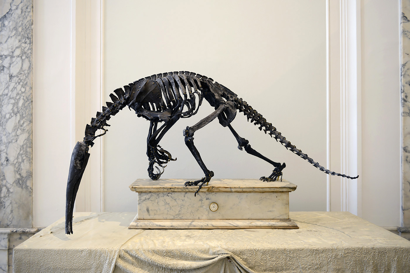 giant anteater darwin sinke v tongeren 6-2022 3778