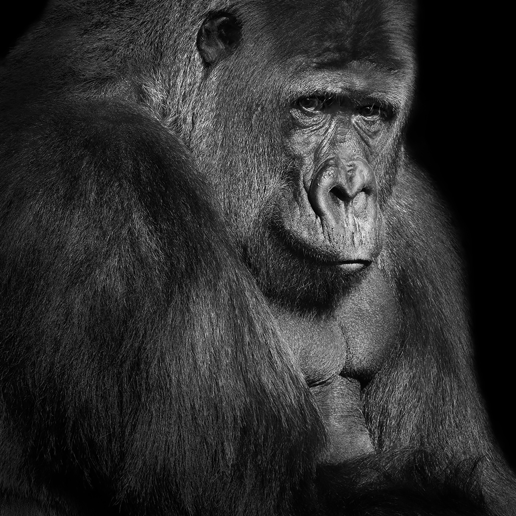 gorilla (gorilla gorilla) 3-2026 3234