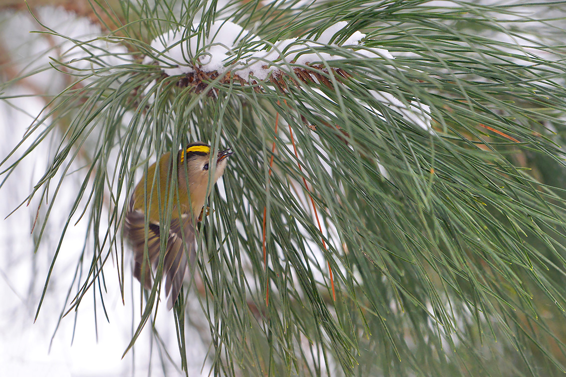 goudhaan (Regulus regulus) 2-2021 5013