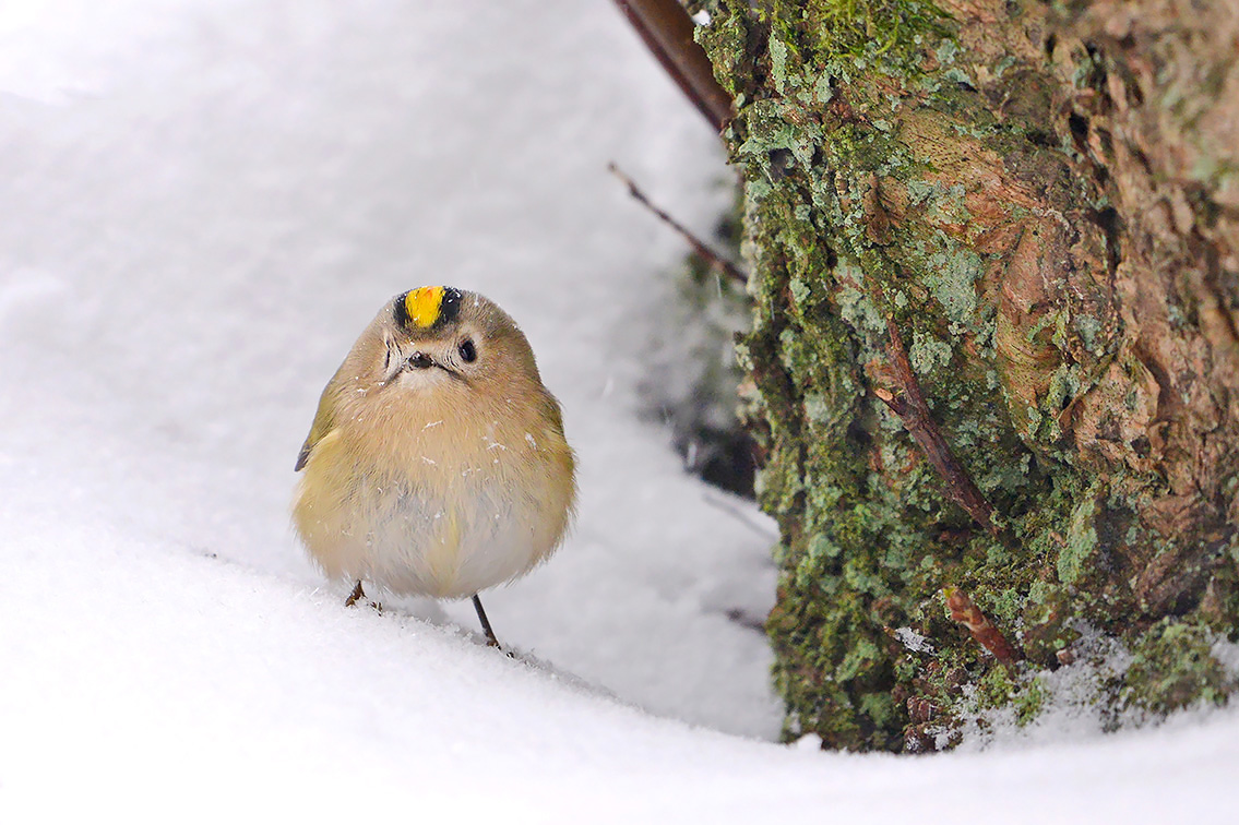 goudhaan (Regulus regulus) 2-2021 5167