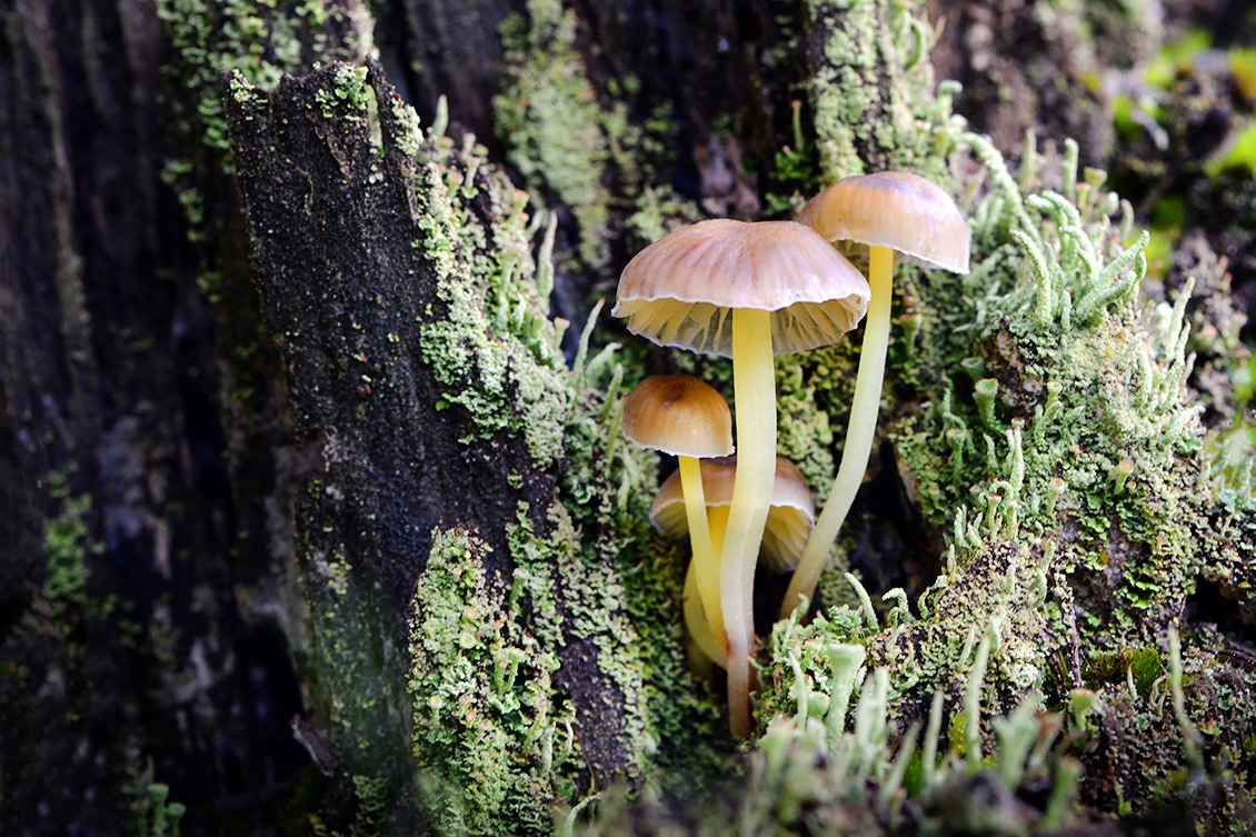 graskleefsteelmycena (Mycena epipterygia) 11-2019 0740