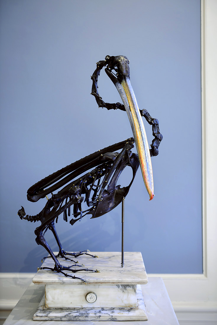 great white pelican darwin sinke v tongeren 6-2022 3775