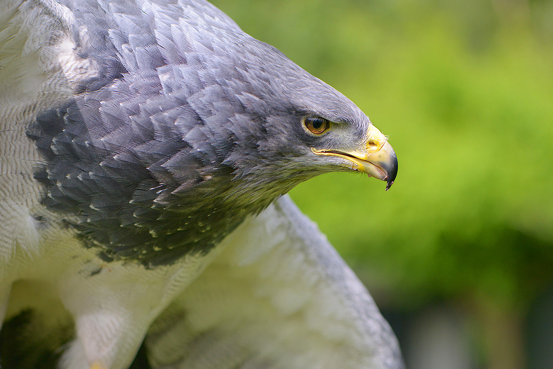 grijze arendbuizerd (Geranoaetus melanoleucus) 6-2016 1349