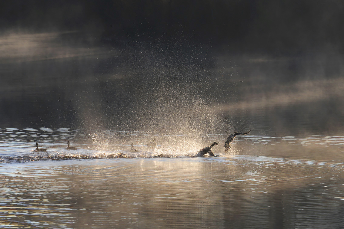 groot goorven 11-2020 4039