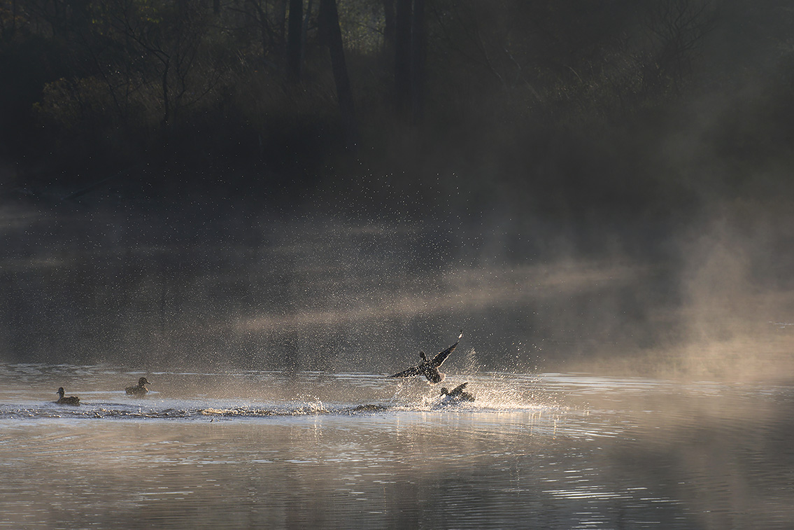 groot goorven 11-2020 4040