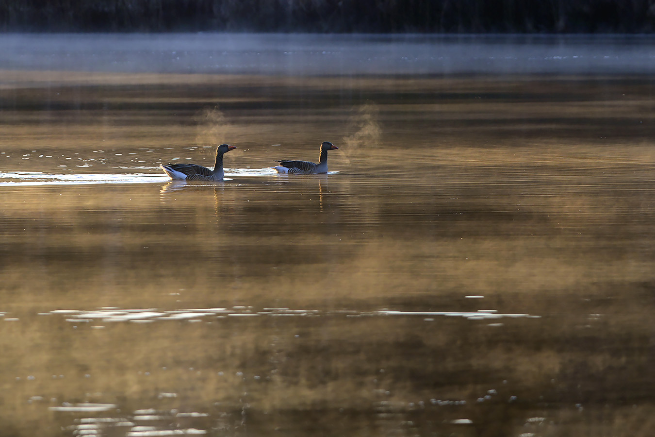 groot goorven oisterwijk 2-2023 6754
