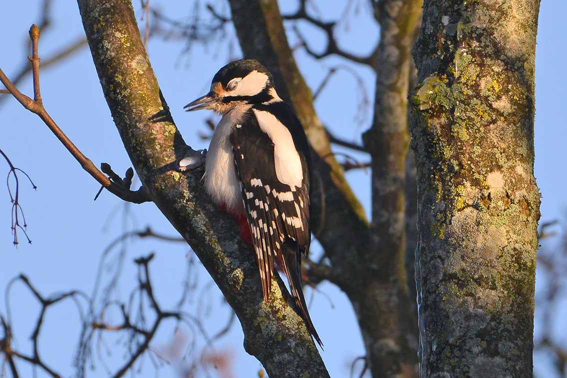grote bonte specht (Dendrocopos major) 2-2021 5828