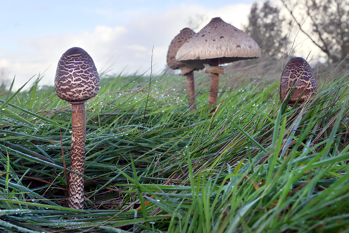 grote parasolzwam (Macrolepiota procera) 10-2020 3642