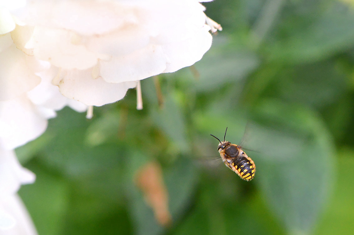 grote wolbij (Anthidium manicatum) 6-2019 9685