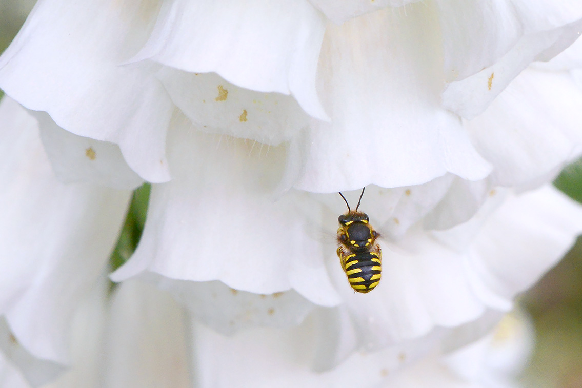 grote wolbij (Anthidium manicatum) 6-2019 9706