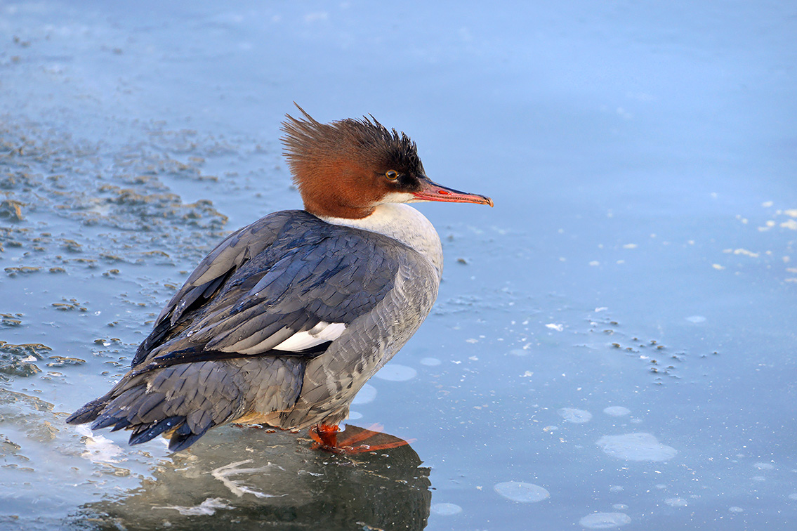 grote zaagbek (Mergus merganser) 2-2021 6034-