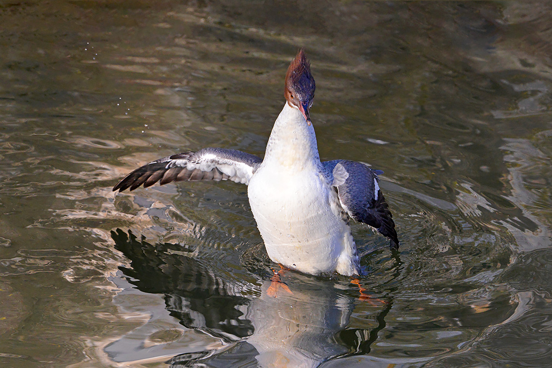 grote zaagbek (Mergus merganser) 2-2021 6286