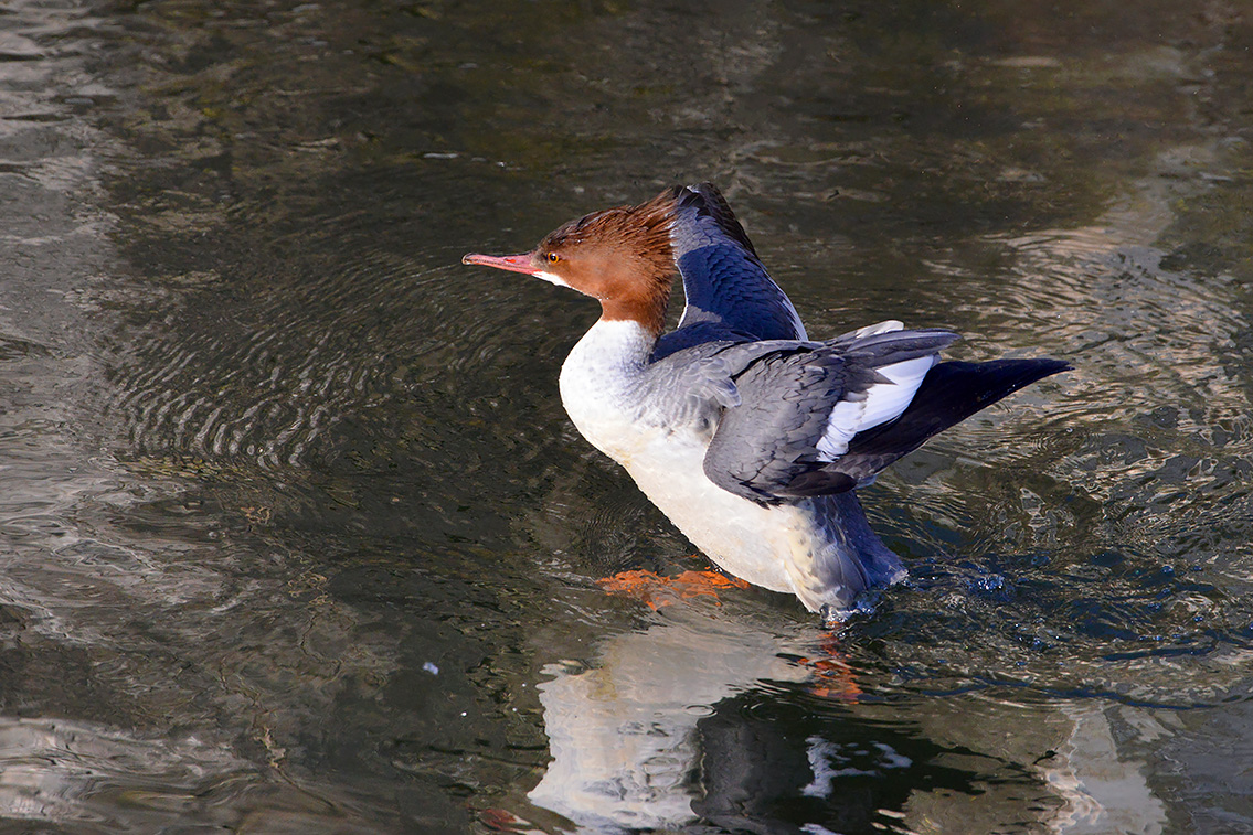 grote zaagbek (Mergus merganser) 2-2021 6291