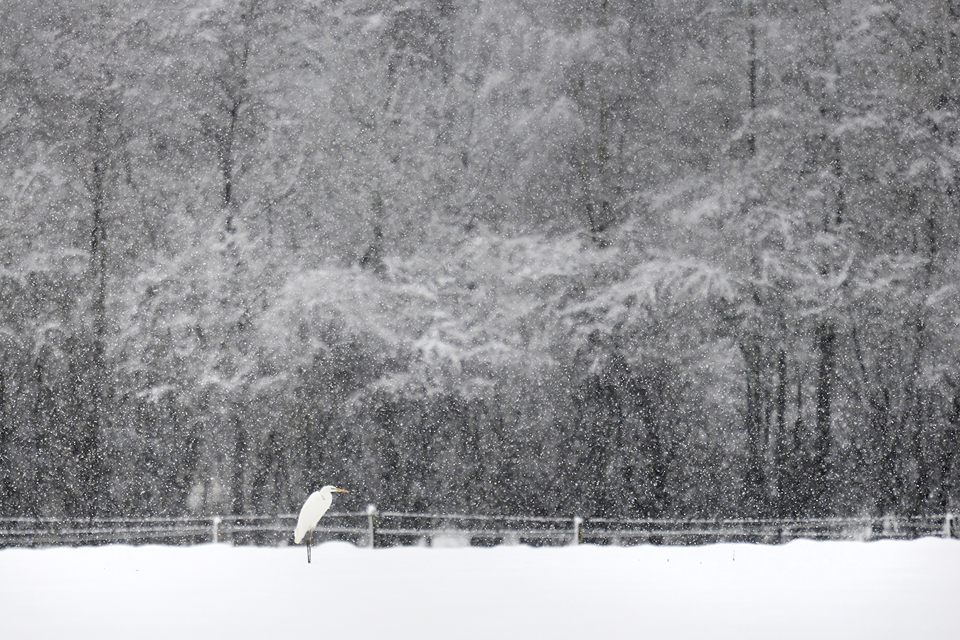 grote zilverreiger (Ardea alba) 1-2026 2547