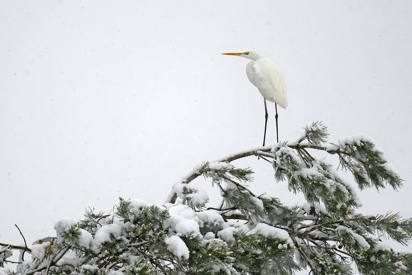 grote zilverreiger (Ardea alba) 1-2026 2574
