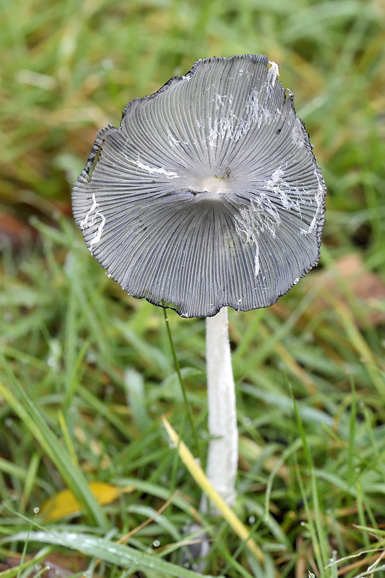 hazenpootje (coprinopsis lagopus) 11-2010 1871