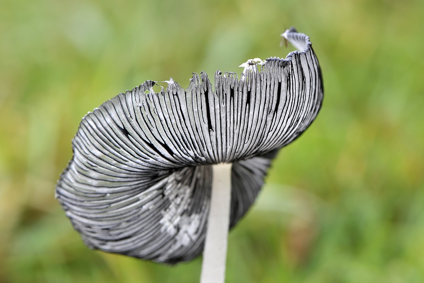 hazenpootje (coprinopsis lagopus) 11-2010 1886