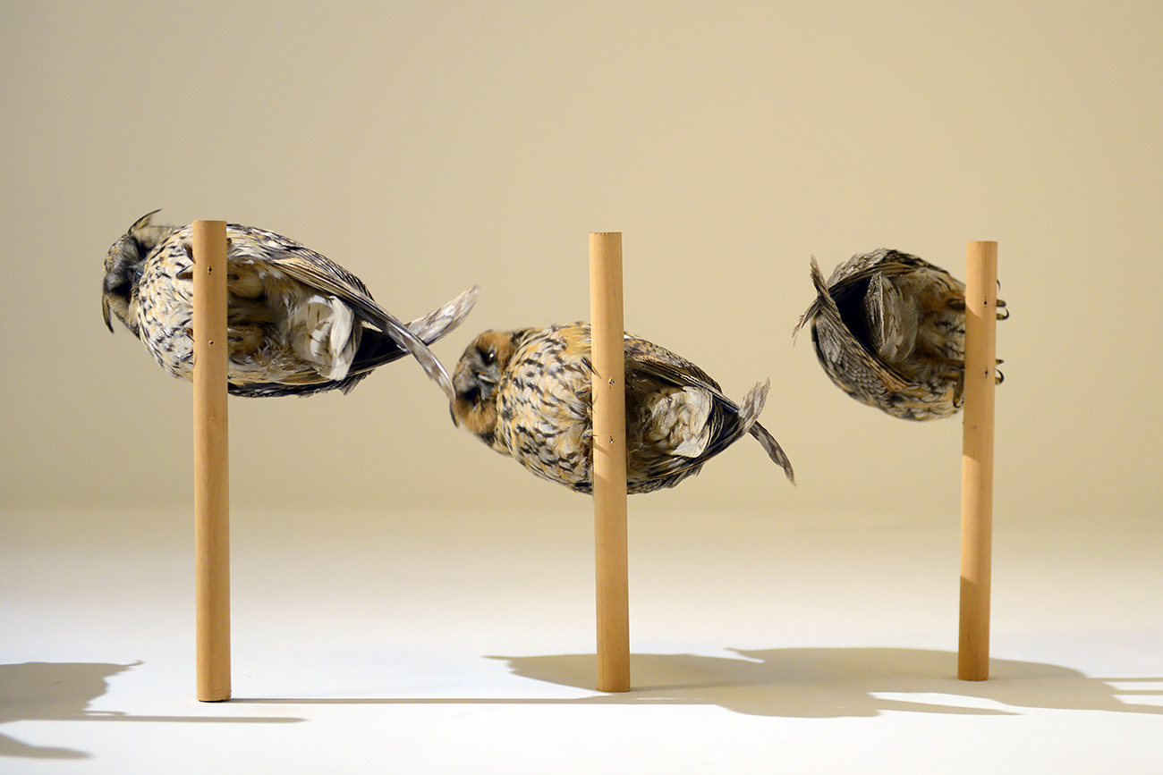 het natuurhistorisch rotterdam 3-2022 1415