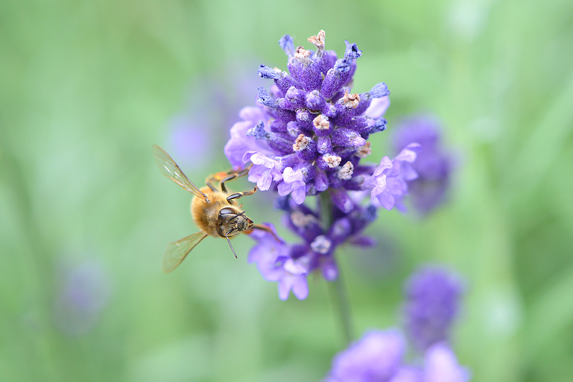 honingbij (Apis mellifera) 6-2019 9668
