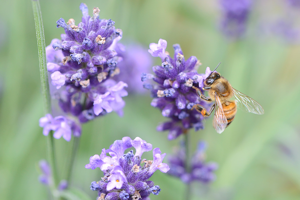 honingbij (Apis mellifera) 6-2019 9673