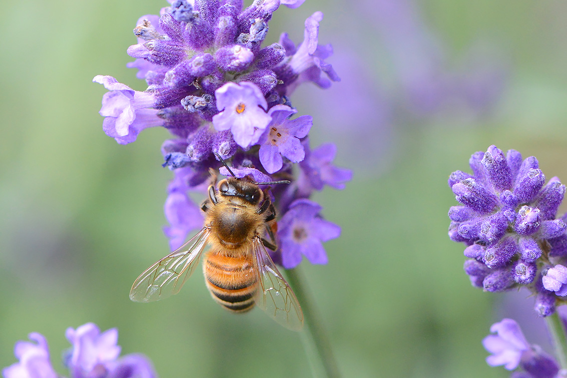 honingbij (Apis mellifera) 6-2019 9676