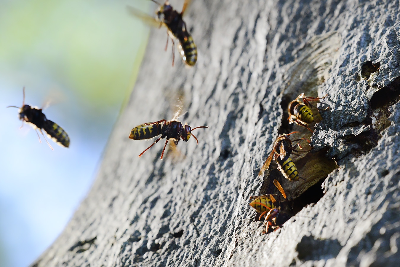 hoornaar (vespa crabo) 10-2024 1054