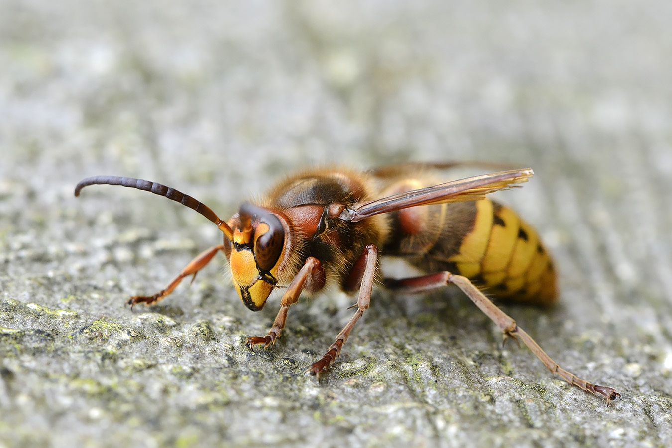 hoornaar dar (vespa crabro) 11-2024 1494