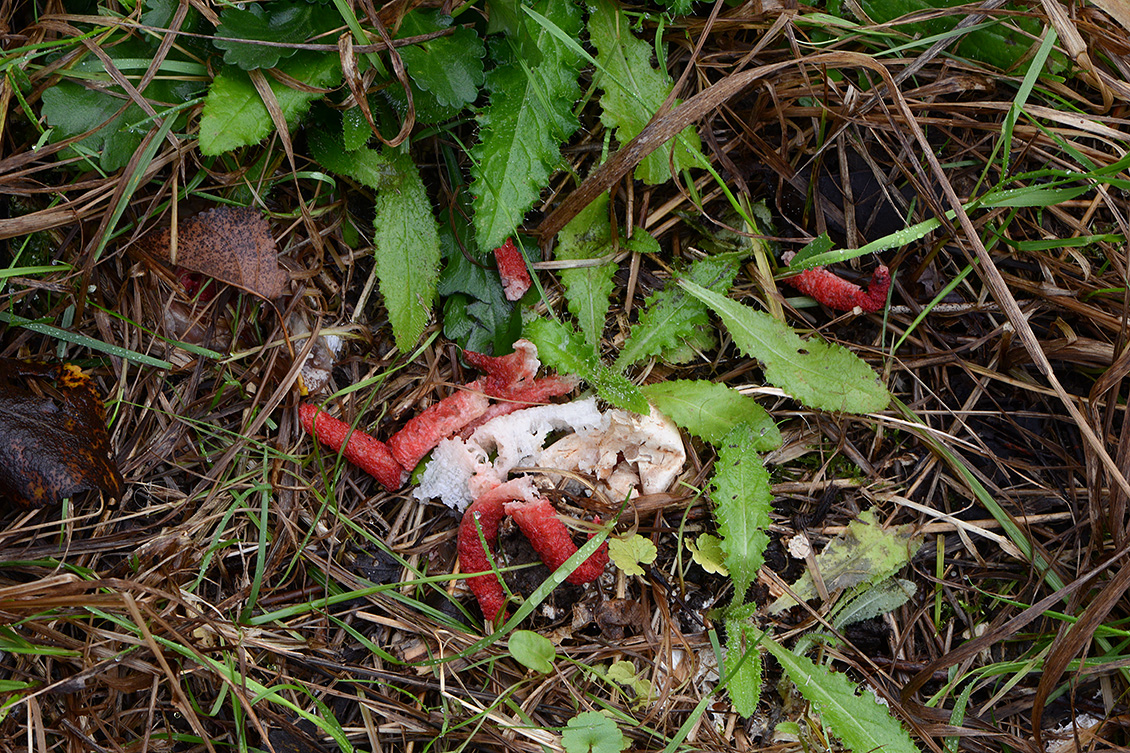 inktviszwam (Clathrus algeri) 11-2019 0363