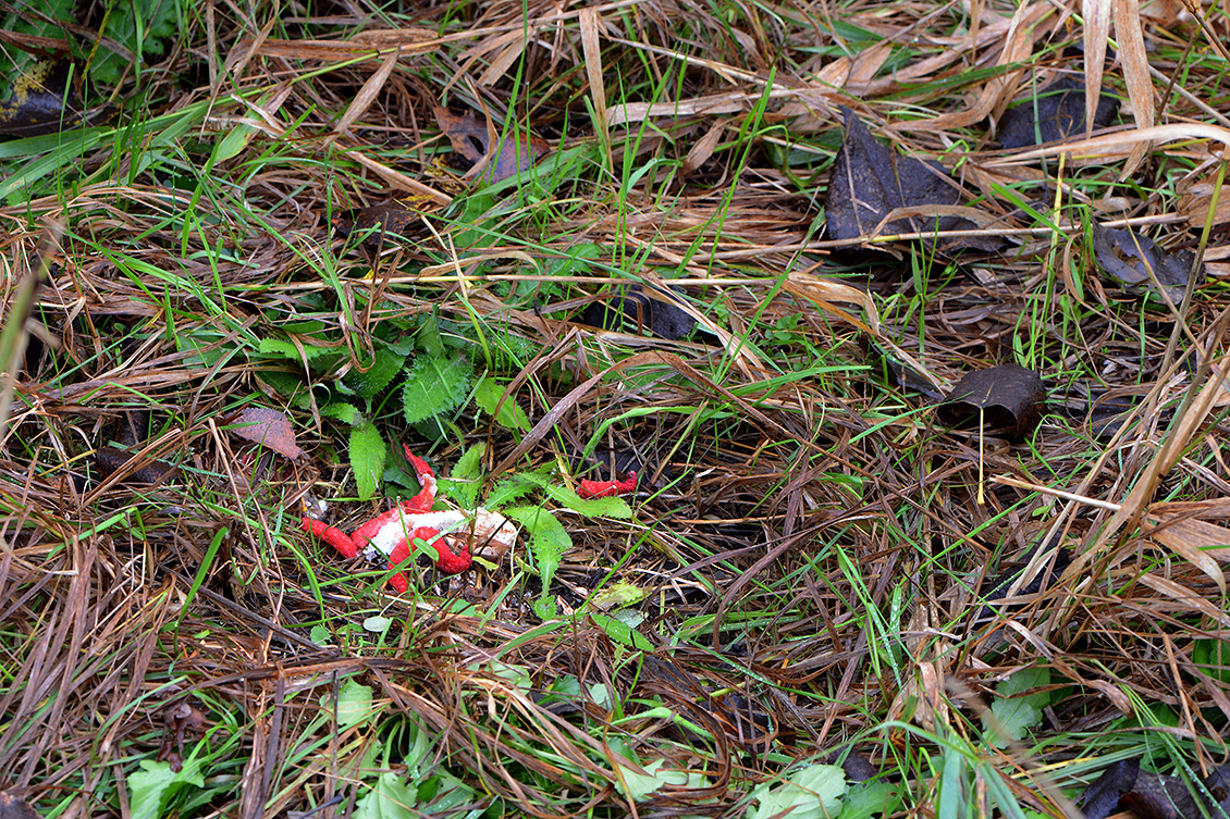 inktviszwam (Clathrus algeri) 11-2019 0371