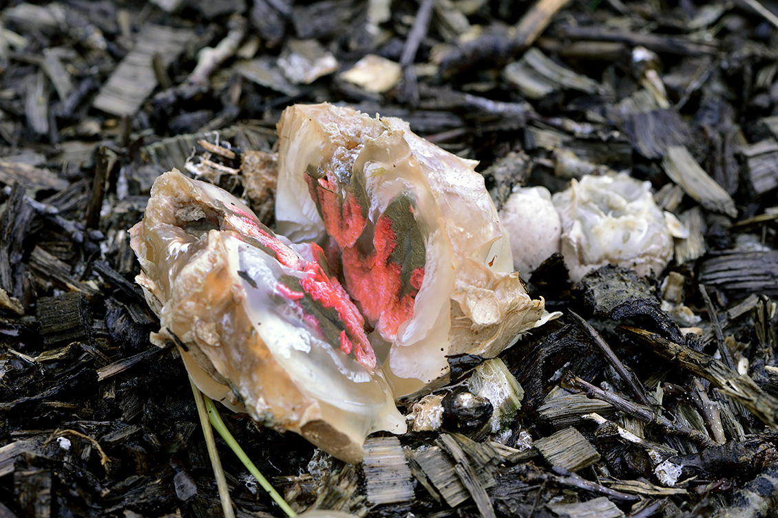inktviszwam (Clathrus algeri) 11-2019 0374